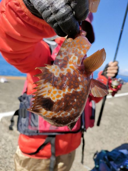 管理釣り場でキジハタ