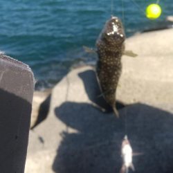 チャリコ、チャリコ、バリ…