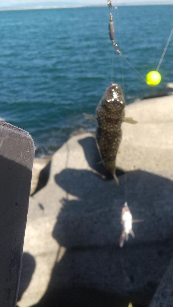 チャリコ、チャリコ、バリ…