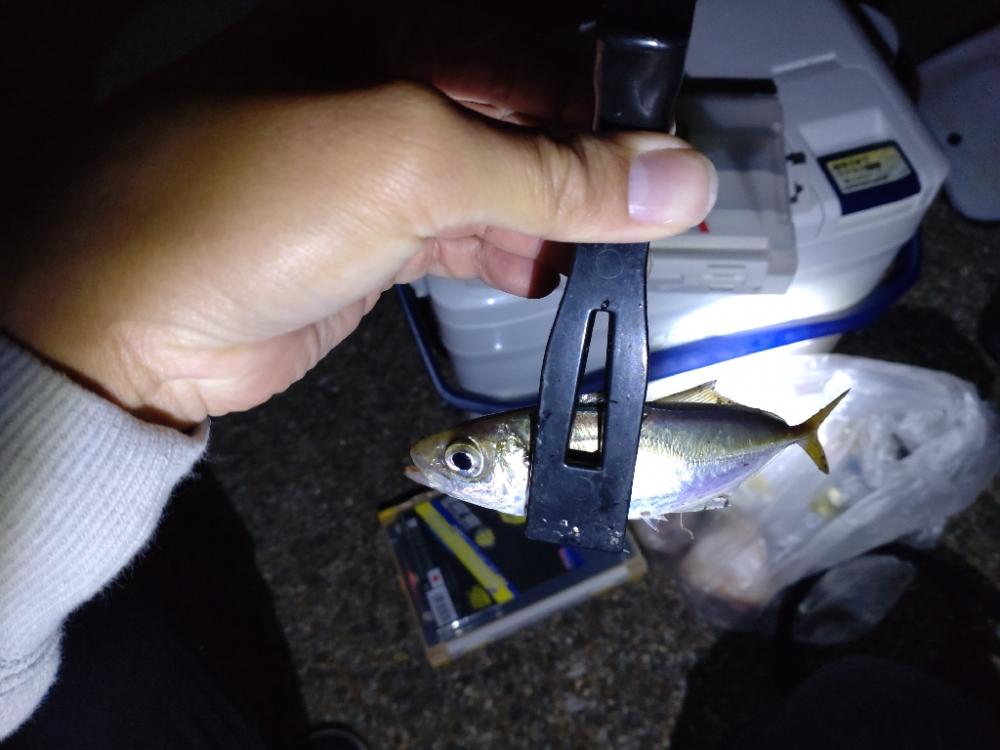 始めての夜の釣り