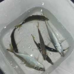 アジ探し@小島周辺