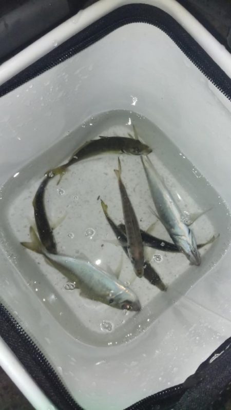 アジ探し@小島周辺