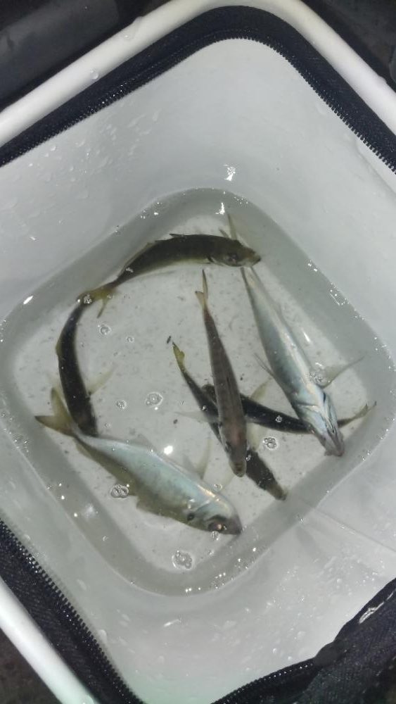 アジ探し@小島周辺