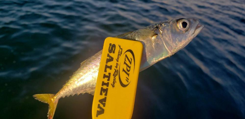 アジング@貝塚周辺