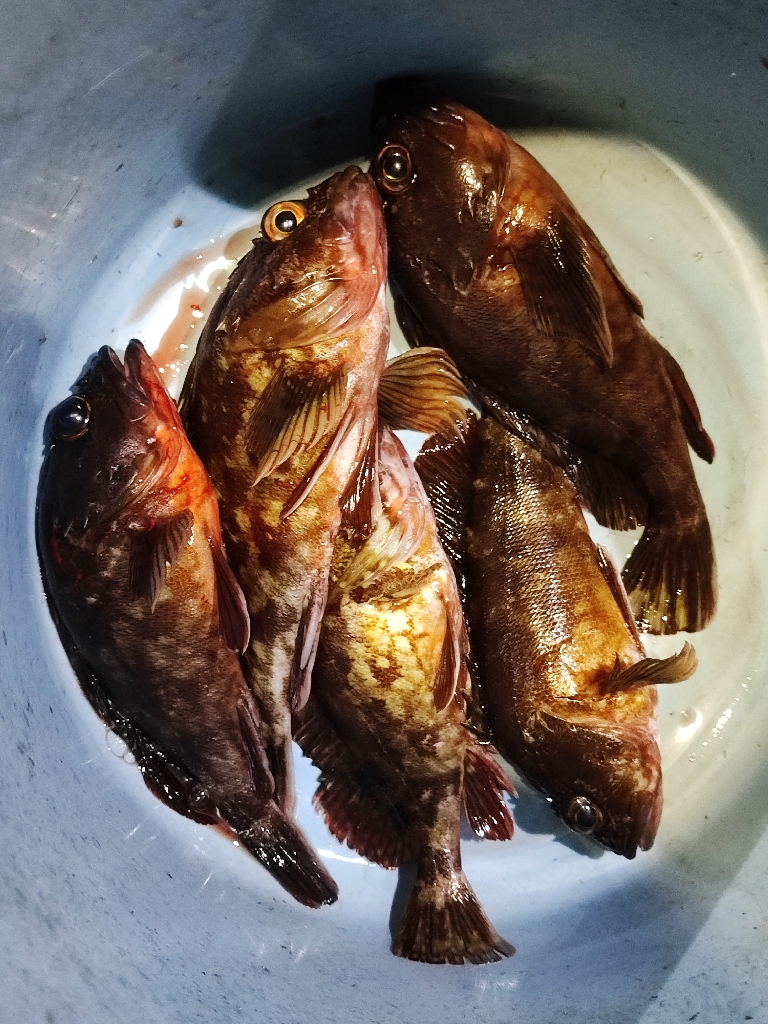 青物ナブラ撃ちとジギングで東京湾五目釣り