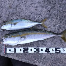 サワラが釣りたい！