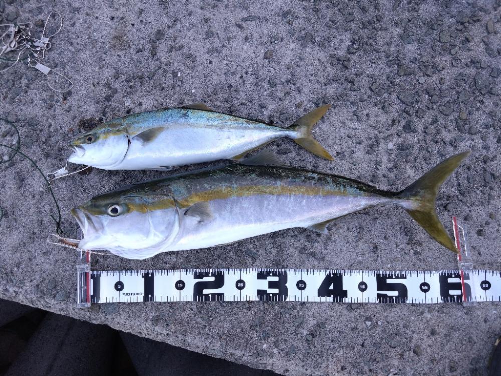 サワラが釣りたい!