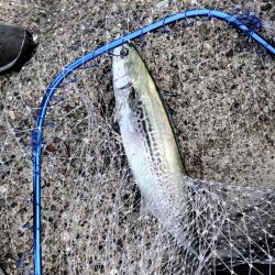 ショアジギング