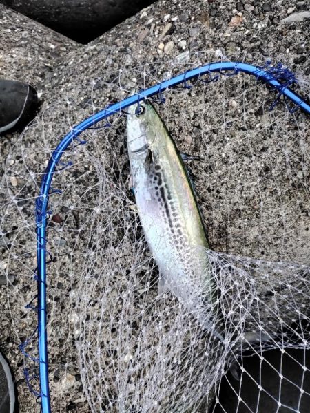 ショアジギング