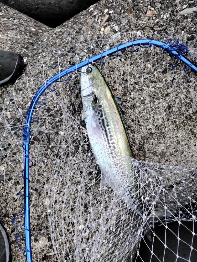 ショアジギング