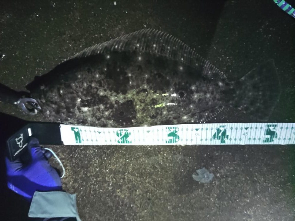 ついにキターー♪