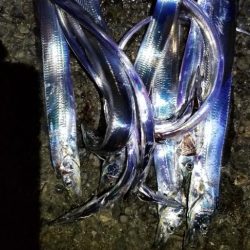 タチウオ・イカ　効率よく満足の釣り