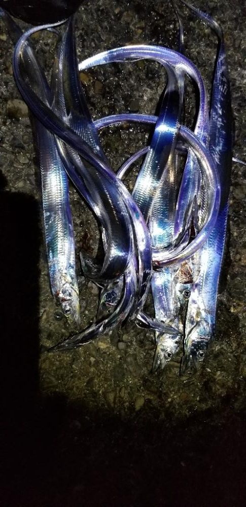 タチウオ・イカ 効率よく満足の釣り