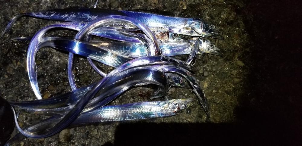 タチウオ・イカ　効率よく満足の釣り