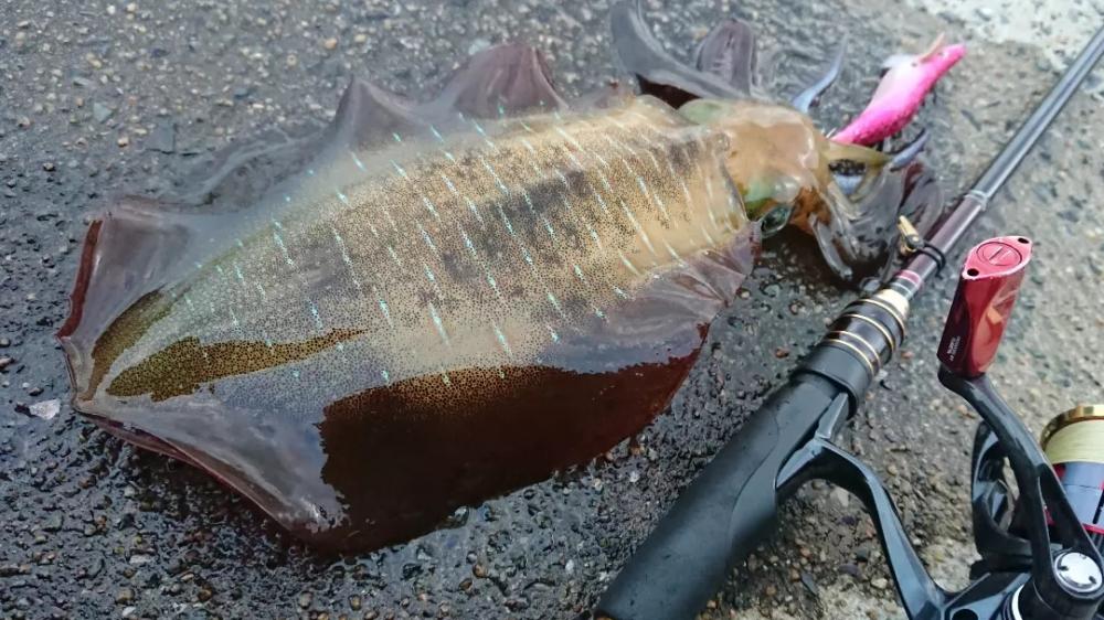 対馬エギング釣果