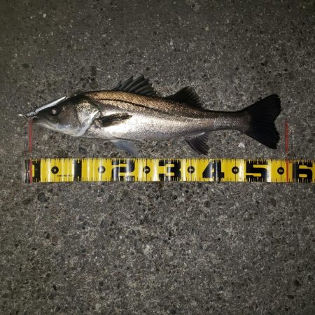 スズキさん今晩は！