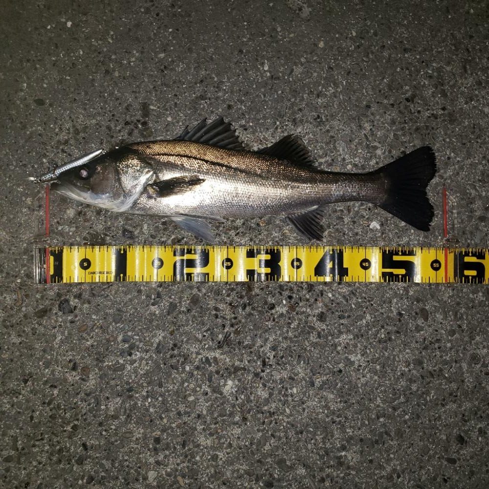 スズキさん今晩は！