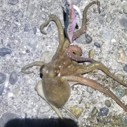 タチウオ狙いでエギングも。