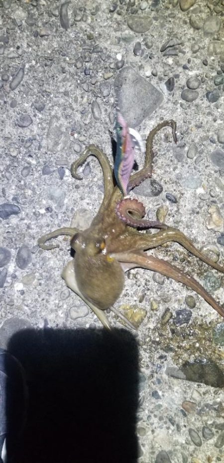 タチウオ狙いでエギングも。