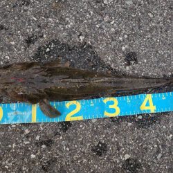 マゴチさんゲット