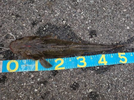 マゴチさんゲット