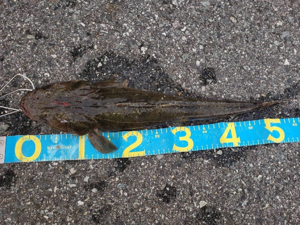 マゴチさんゲット