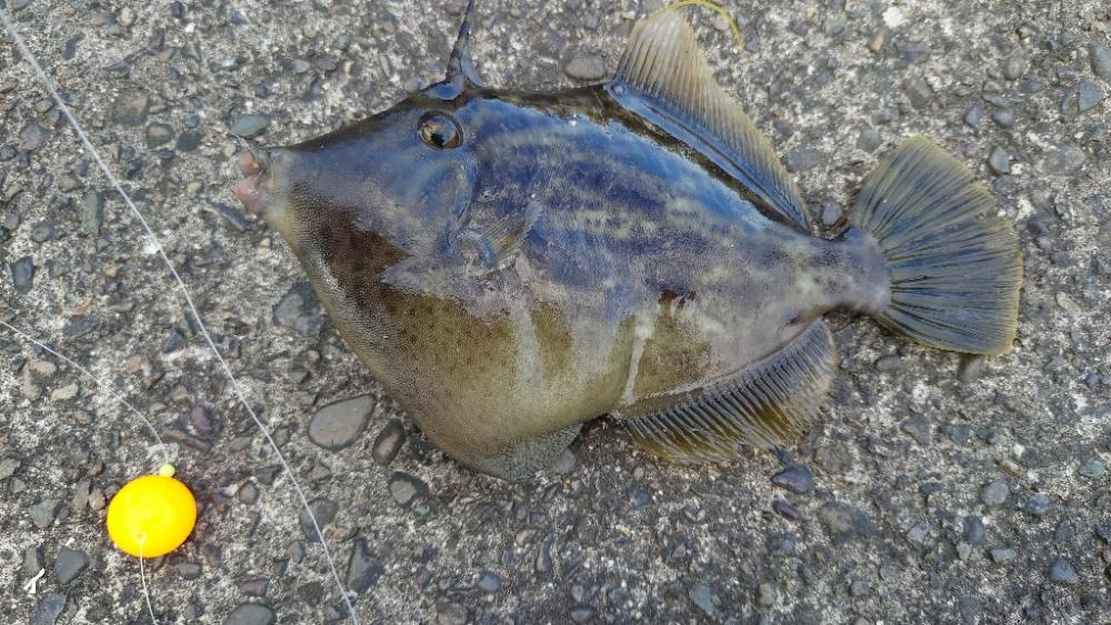 落とし込み　アジング