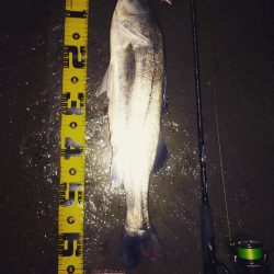 俺ぐらいになるとシーバス側から来てくれる