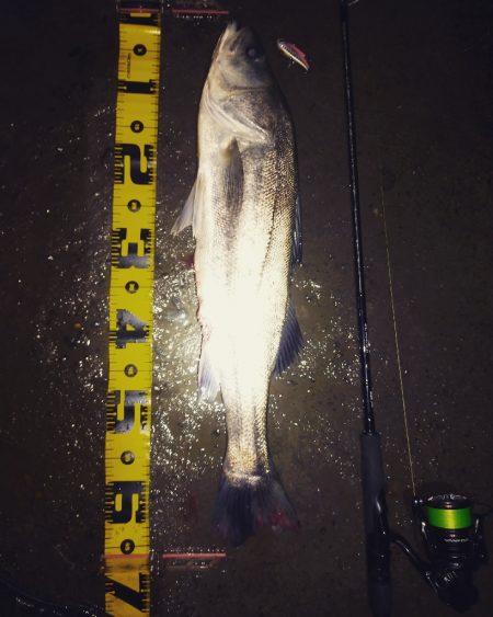 俺ぐらいになるとシーバス側から来てくれる