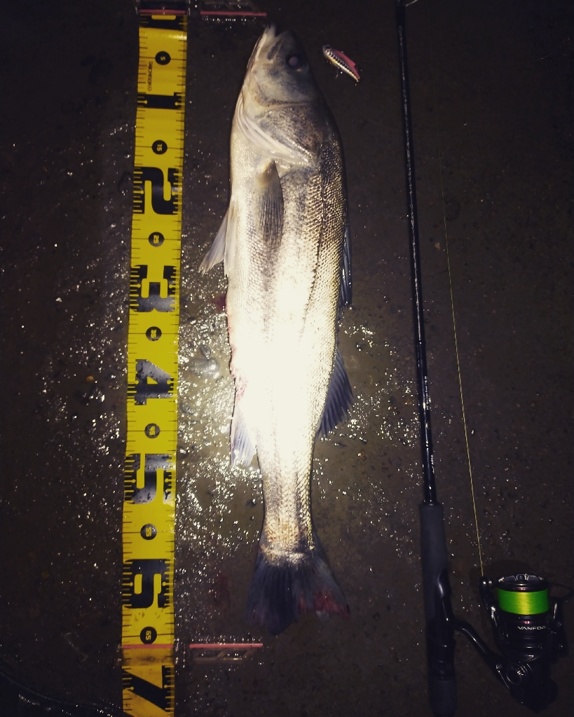 俺ぐらいになるとシーバス側から来てくれる