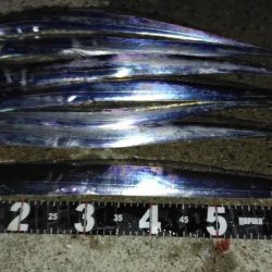 タチウオ釣れてます