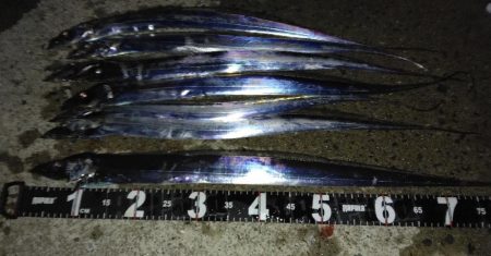 タチウオ釣れてます