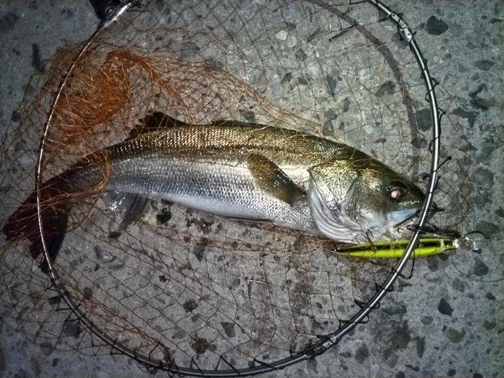 2バイト1バラし1キャッチ