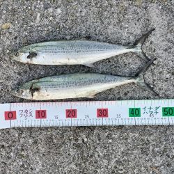 ライトショアジギング