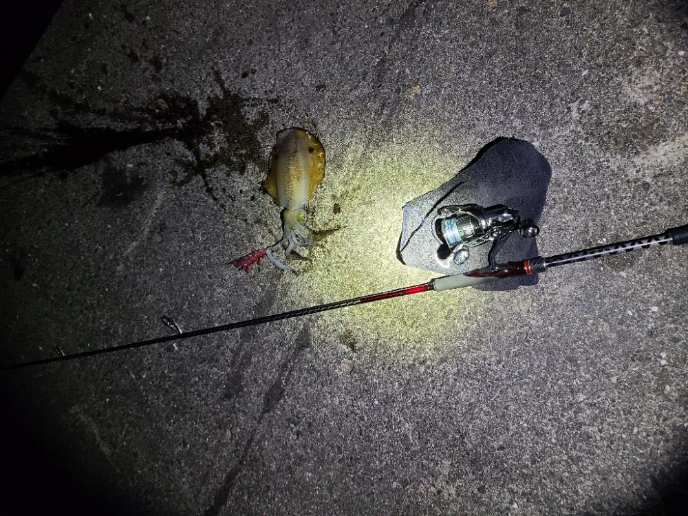 リールの入魂！久しぶりのエギング！