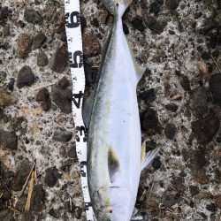 ショアジギングでメジロ2