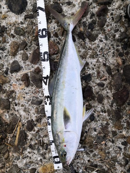 ショアジギングでメジロ2