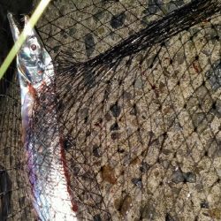 今シーズン初タチウオ