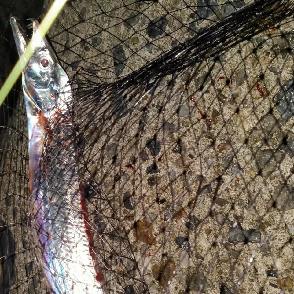 今シーズン初タチウオ