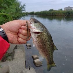 ライトリグ練習