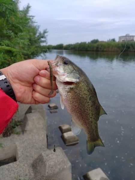 ライトリグ練習