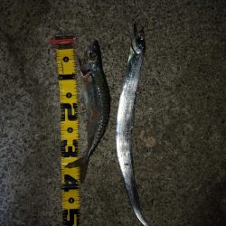 タチウオ引き釣り④