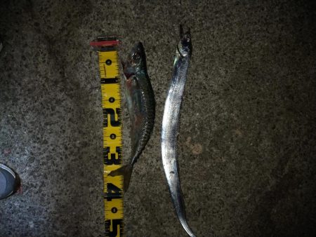 タチウオ引き釣り④