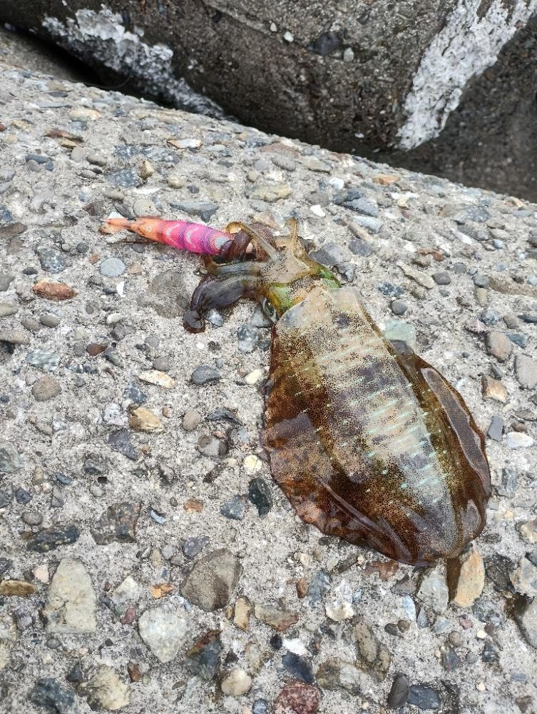 かろうじてアオリイカGET