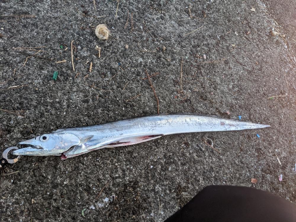 武庫タチ１１０センチ