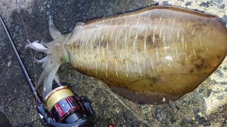 対馬エギング釣果