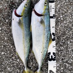 ショアジギングでハマチ