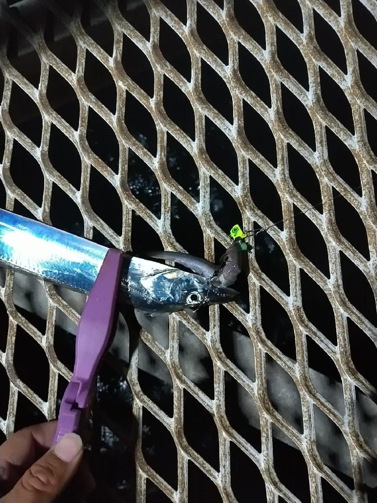 タチウオとアジ狙いで☆