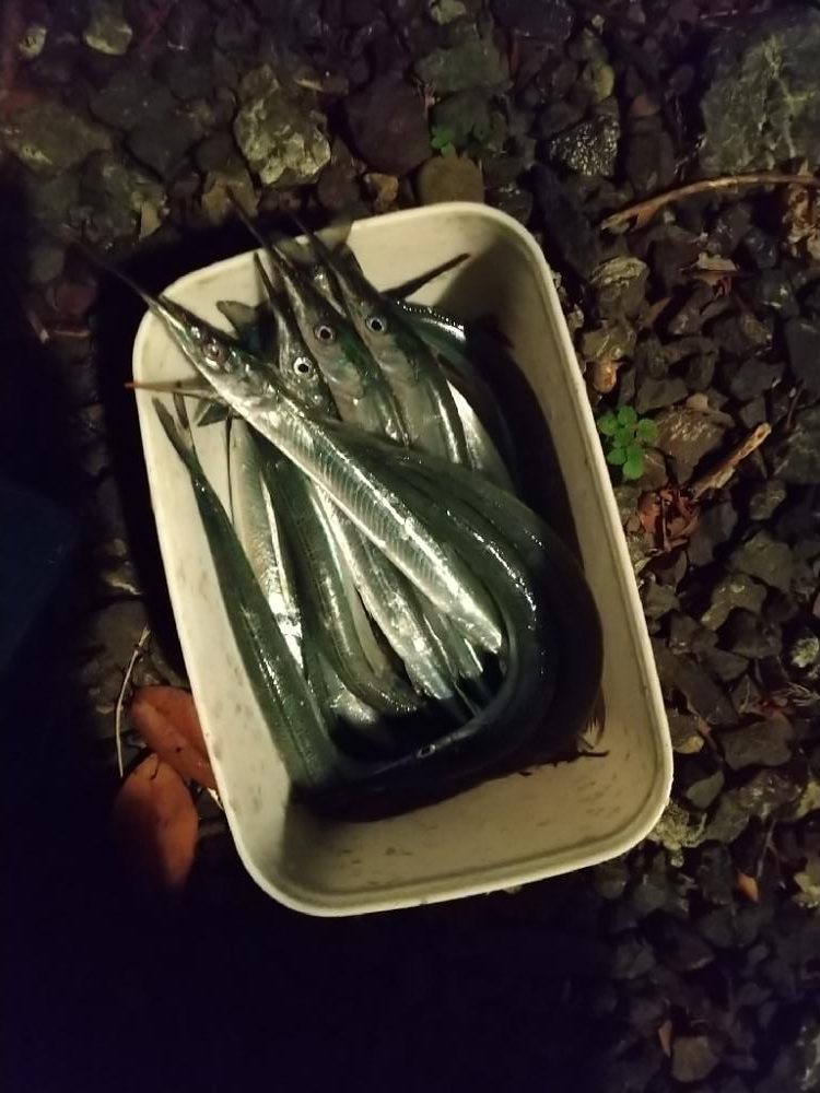 秋サヨリ最盛期