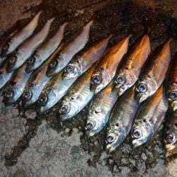 今夜も1時間限定アジング